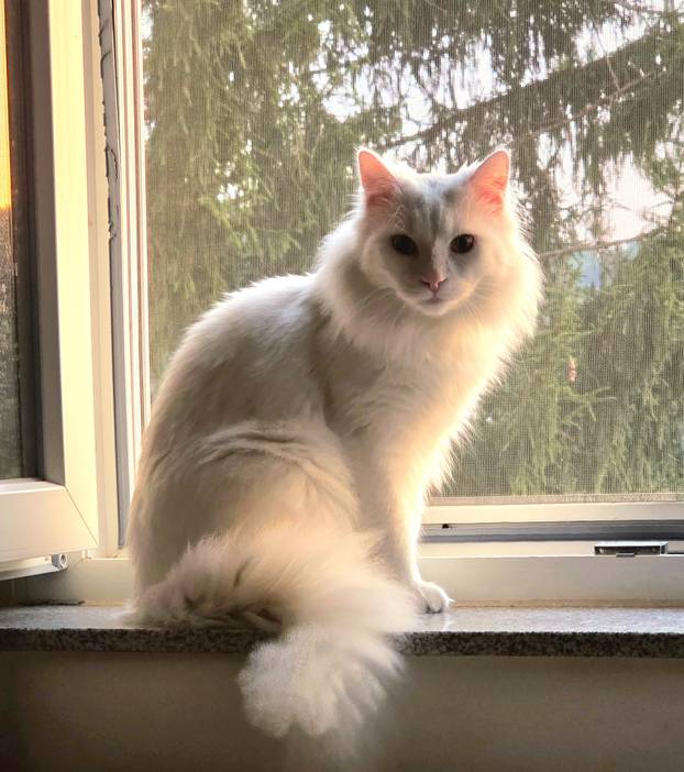 SUPER FOTKE vaših ljubimaca! Neki bi mogli biti viralni hit, ali svi su jednostavno neodoljivi