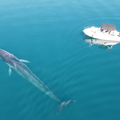 Snimke iz zraka: Pronašli još jednog velikog kita u Jadranu