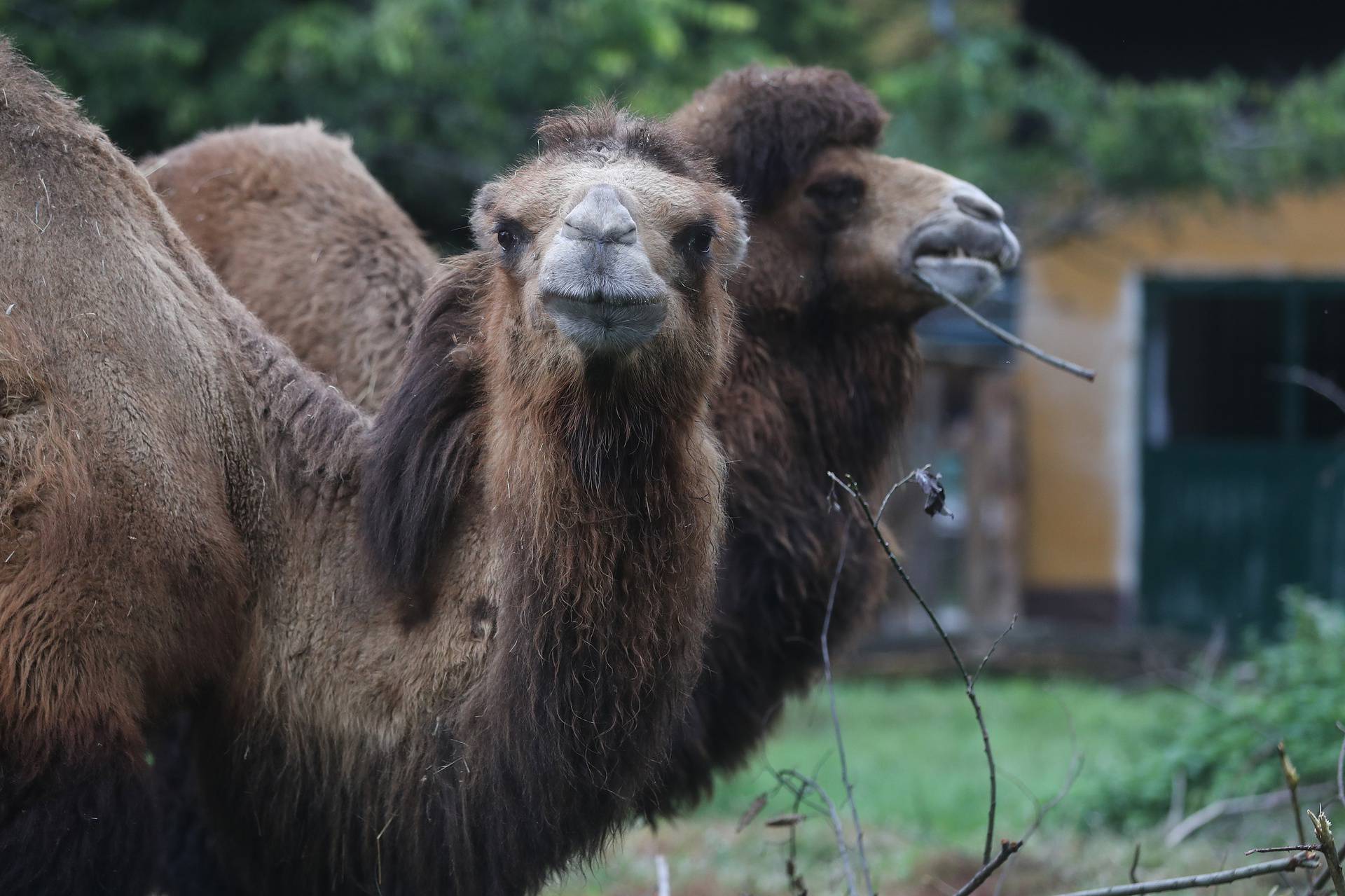 Parovi ZOO vrta ne skrivaju da se vole: '10 godina su zajedno'