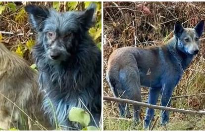 Misterij u Černobilu: Uočili su plave pse na mjestu nuklearne katastrofe! Ovo su pretpostavke