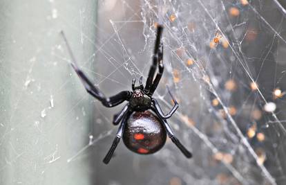 Spriječite pauke da uđu u dom uz pomoć ovih super trikova