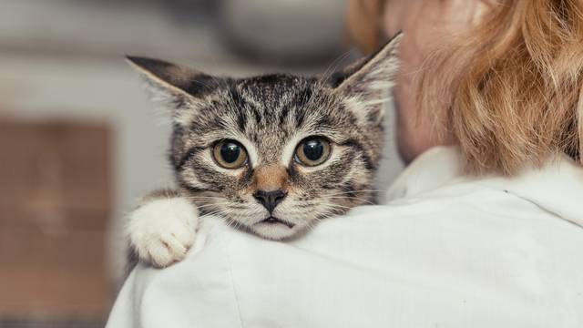 Small kitten into the hands of the physician
