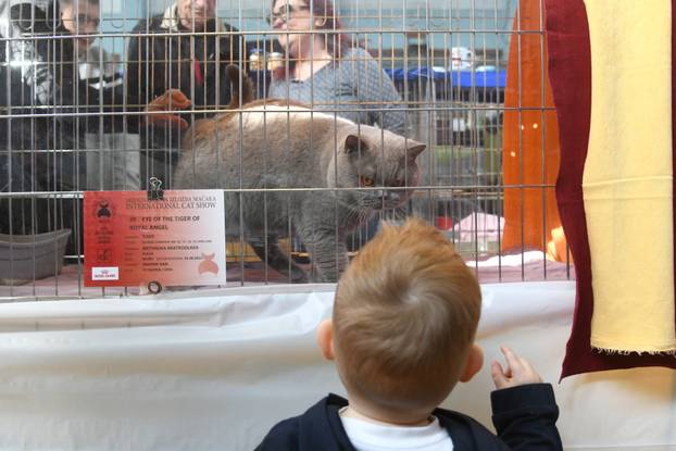 Bjelovar: Međunarodna izložba pasminskih mačaka u organizaciji Saveza felinoloških društava Hrvatske