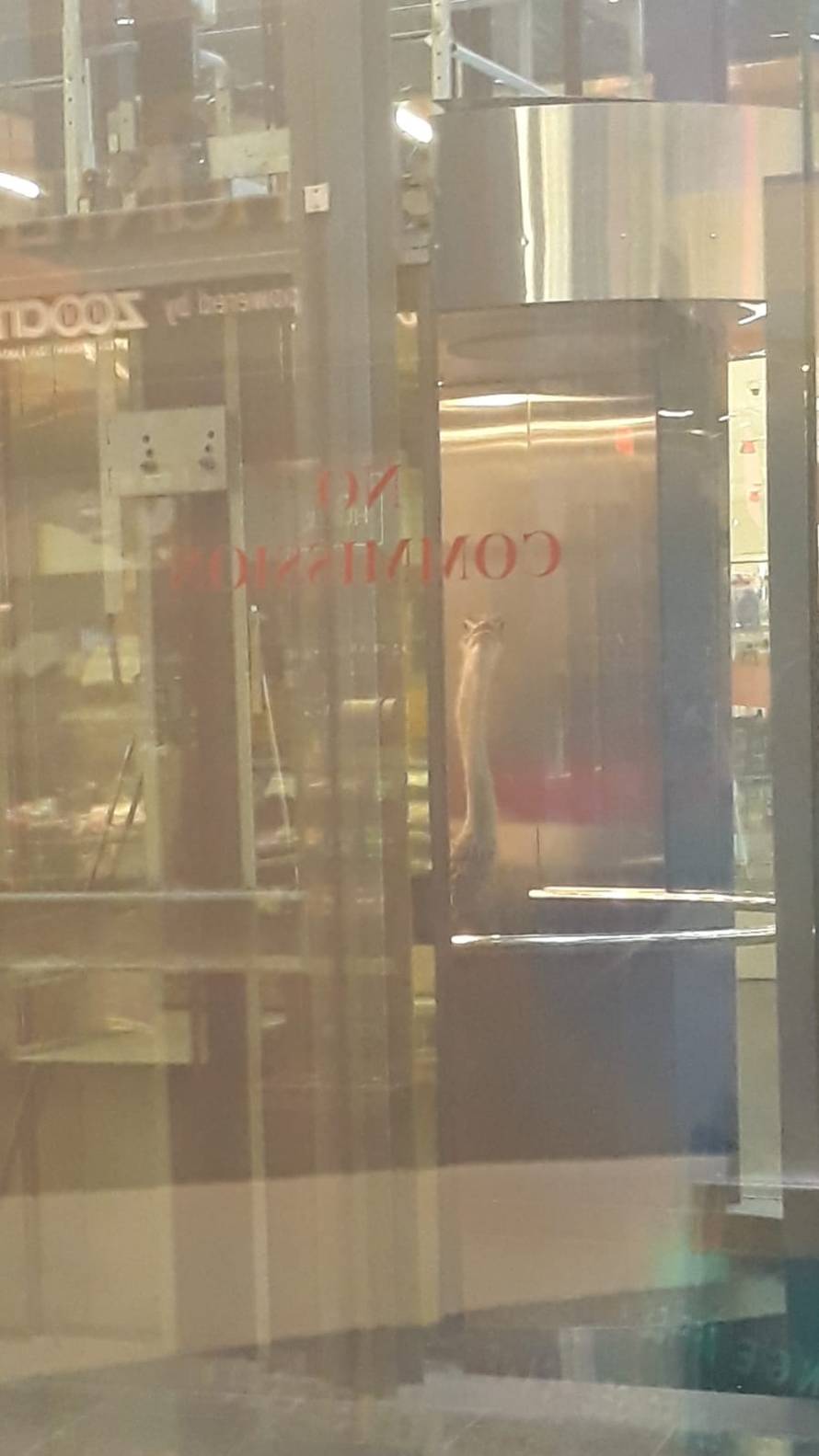 Još samo jedan običan petak u Zagrebu: Šetao noja po gradu...