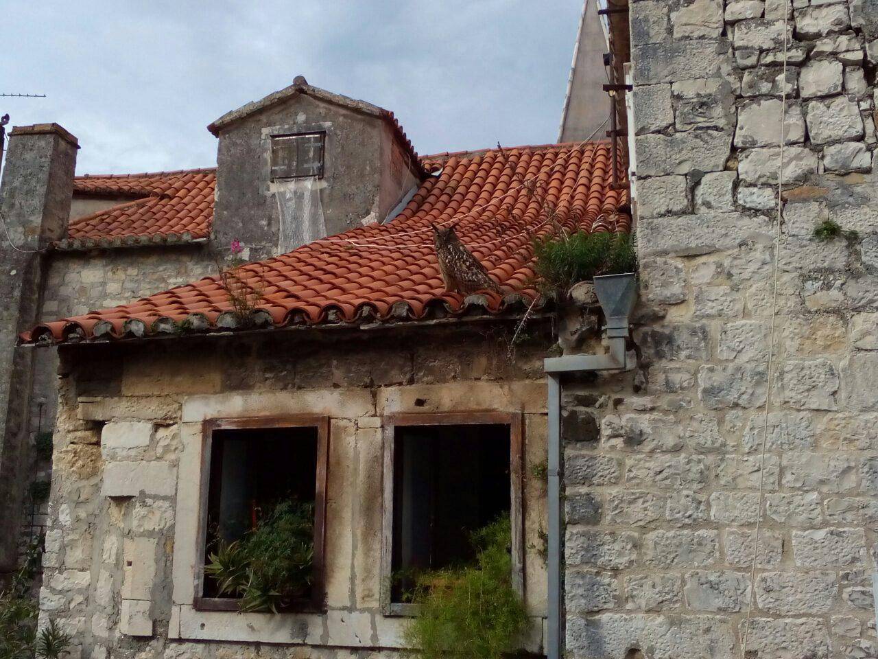 Trogir: Tajanstvena  sova uselila napuštenu staru kuću