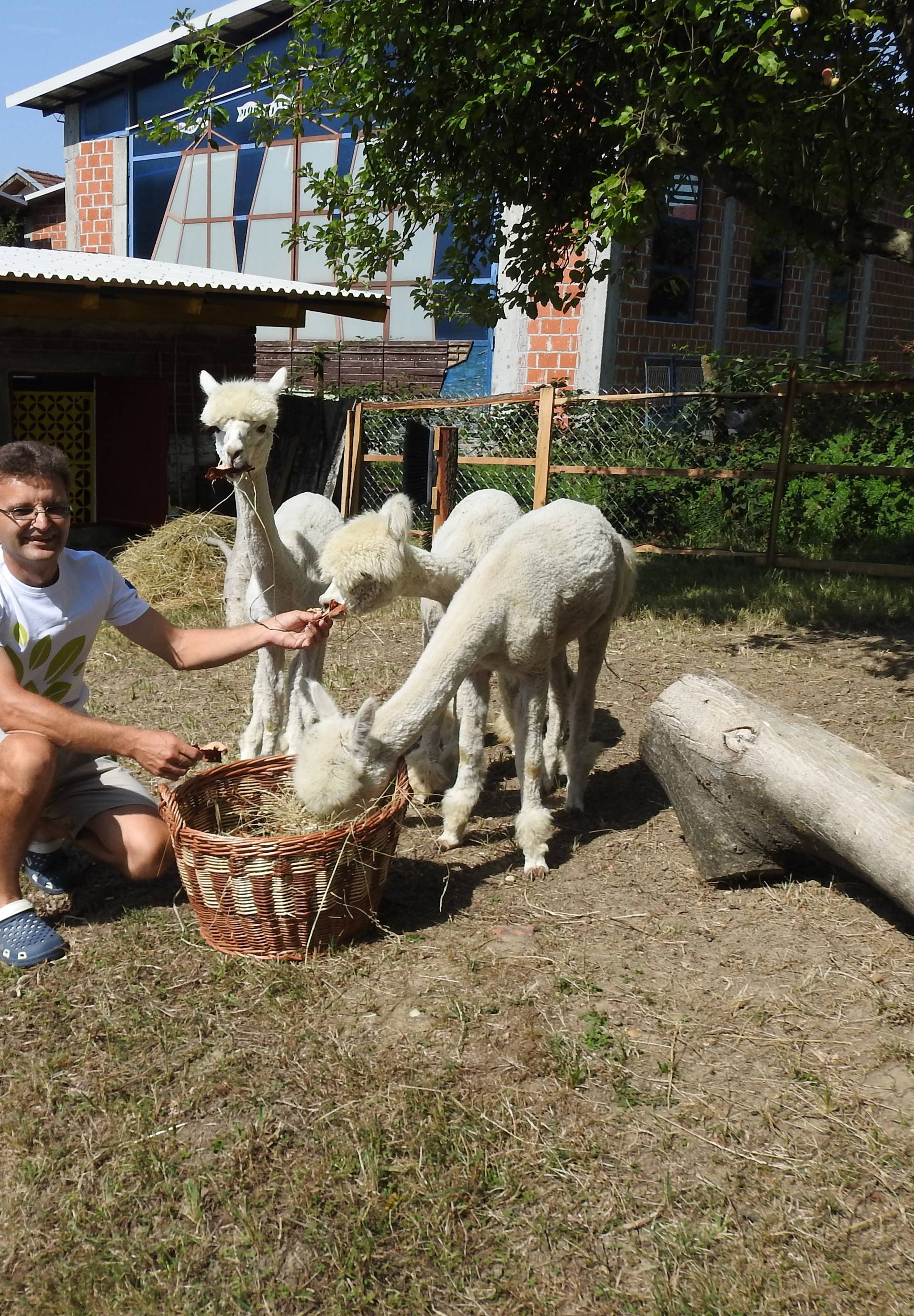 Egzotika kraj Bjelovara: 'Moje alpake liječe čak i depresiju...'