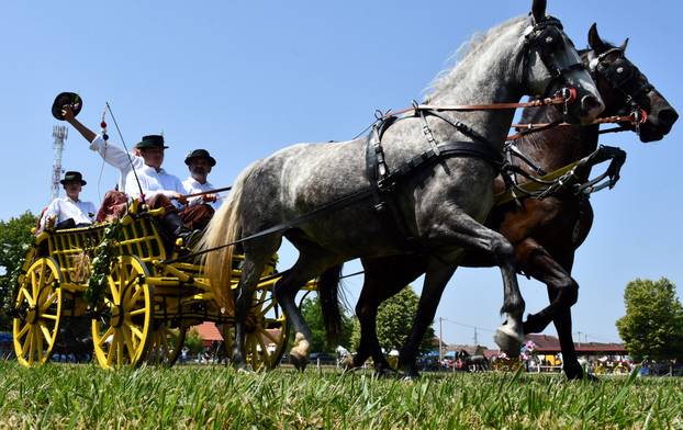 FOTO U znaku tradicije: Na 44. manifestaciji 'Konji bijelci' vozile su se i svadbarske kočije
