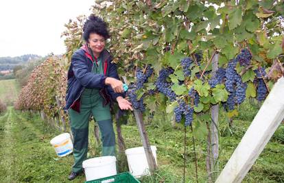 Pevecov crnjak: Nakon kraha uzgajaju cijenjenu sortu vina