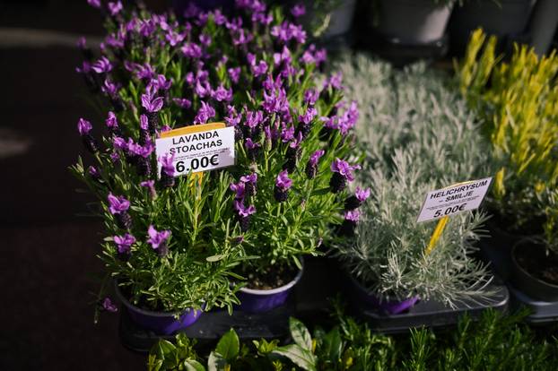 24sata Zagreb: Ponuda cvijeća na Dolcu 