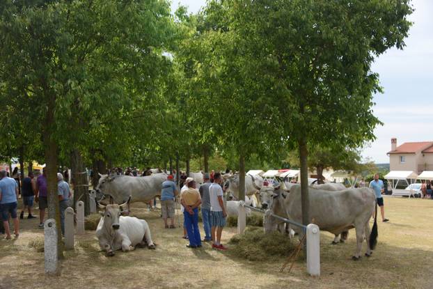 Kanfanar: 35. smotra istarskog boškarina