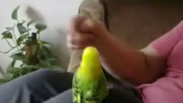 Papiga Dodo dobila slom živaca i počela bojkotirati vlasnika
