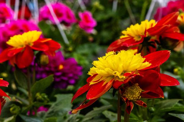 Pula: 17. sajam cvijeća Florija na Giardinima