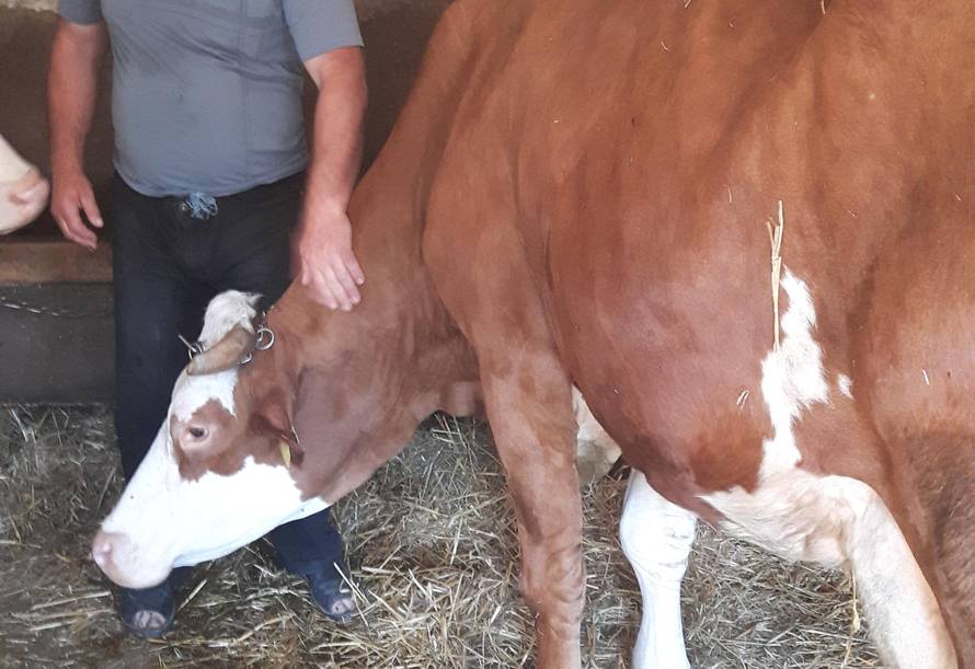 Pravo čudo prirode: Krava Lana otelila je  zdrave ženske trojke