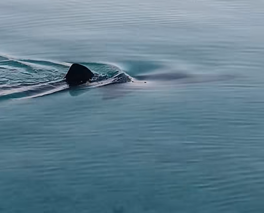 Nevjerojatna snimka iz Tisnog: Baka ostima lovila hobotnicu, a iza nje viri peraja morskog psa