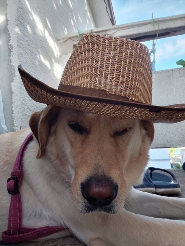 SUPER FOTKE vaših ljubimaca! Neki bi mogli biti viralni hit, ali svi su jednostavno neodoljivi