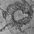 FOTO Znanstvenici u Kini otkrili cijeli fosil drevnog 'zmaja': Datira iz prve ere dinosaura