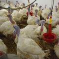 Ptičja gripa potvrđena u Koprivničko-križevačkoj županiji