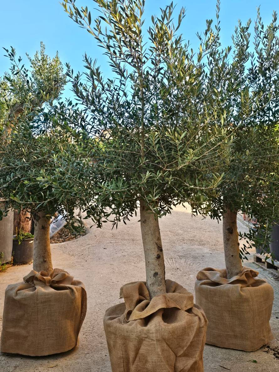 Mladi pokreću novi trend: Zašto opet svi sadimo?