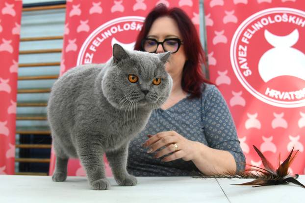 Bjelovar: Međunarodna izložba pasminskih mačaka u organizaciji Saveza felinoloških društava Hrvatske