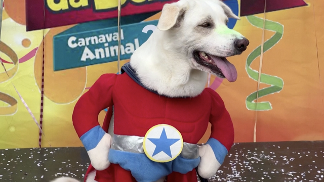 Karnevalska ludnica: Psi u kostimima preuzeli uličnu zabavu, imaju i natjecanje