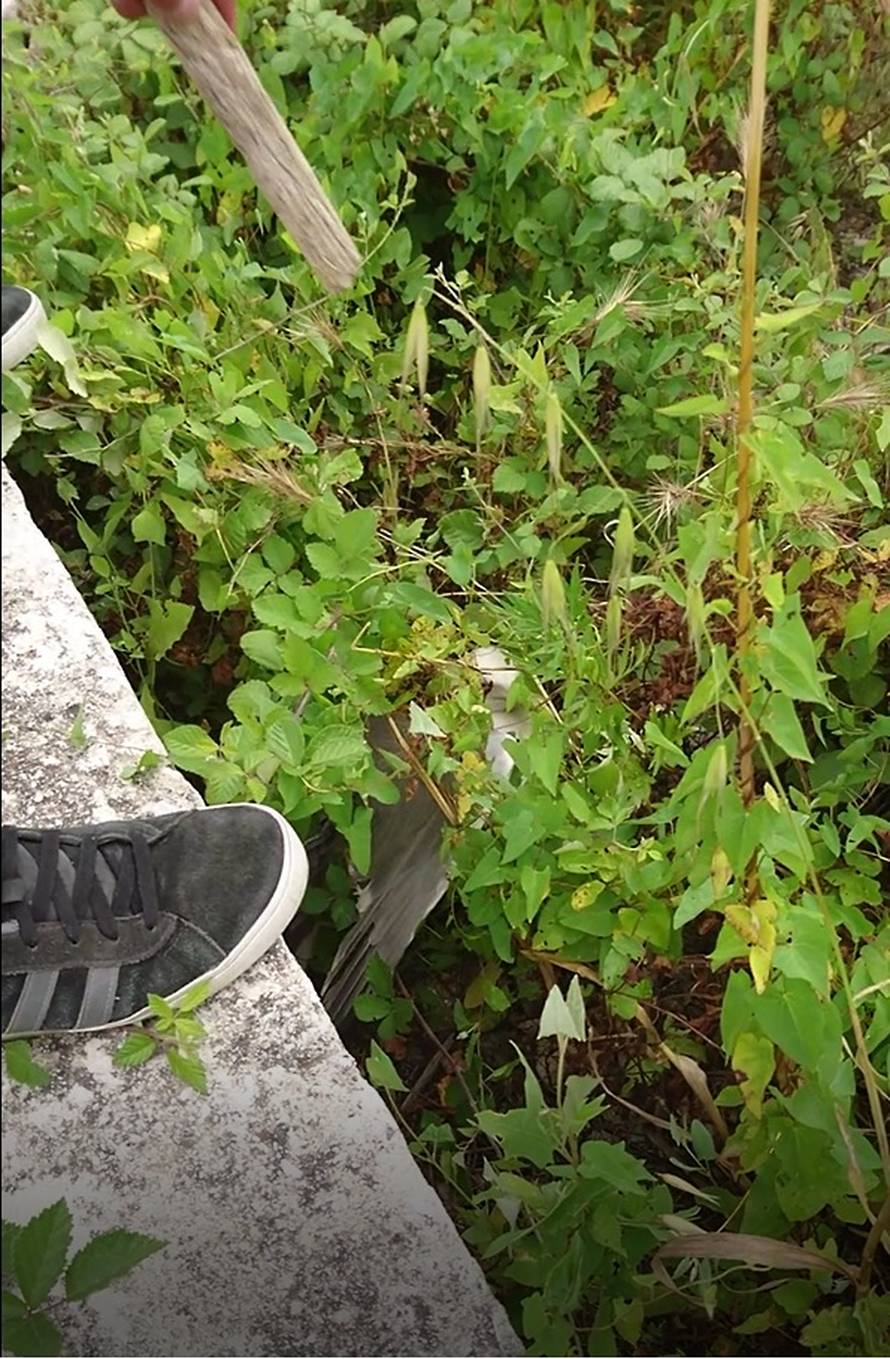 'Galeb bi uginuo u trnju, da prijatelj i ja nismo zalutali...'