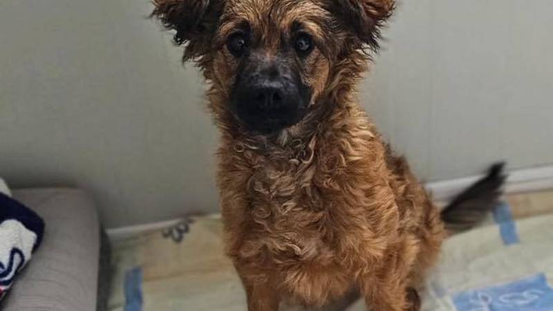 Udomite što prije malu Gonu!