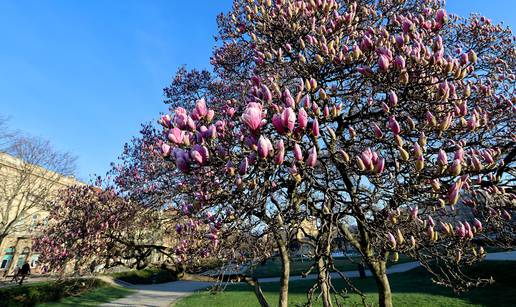 VIDEO Fotogenična magnolija: Zbog tople veljače procvjetalo najpoznatije stablo u Zagrebu