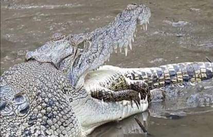 Pet metara dug krokodil  Maxi pokazao da s njim nema šale