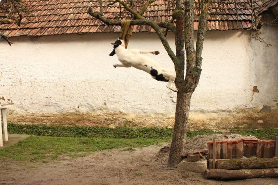 24Ljubimci/Daj šapu