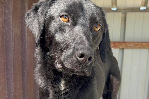 Yummy tra&zcaron;i dom: Mlada &zcaron;enka vedrog duha &ccaron;eka svoje ljude