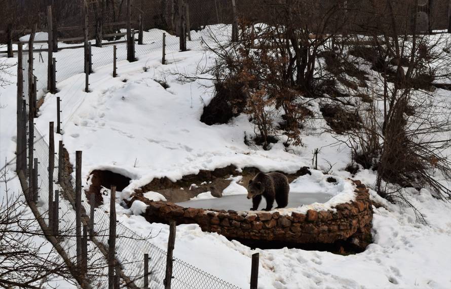 Idila u Kuterevu: Medvjedi jure van čim se pojavi zubato sunce