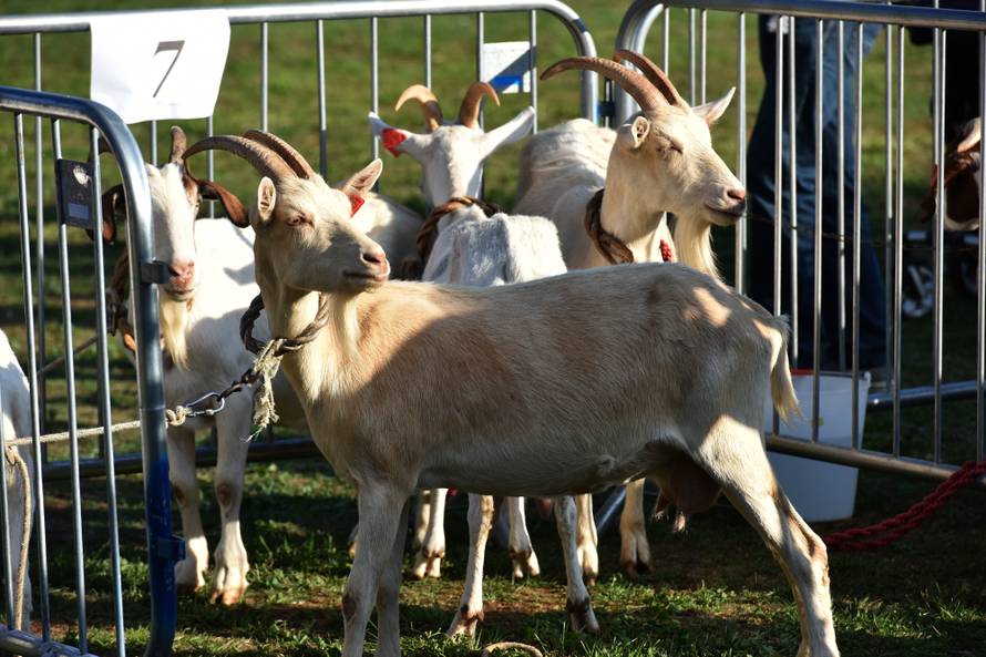Nevjerojatno! Klub prodao 18 igrača da bi kupio deset koza...