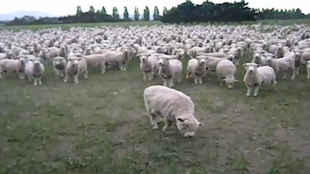 I ovce prosvjeduju: Do proljeća promijenite cijene vune!