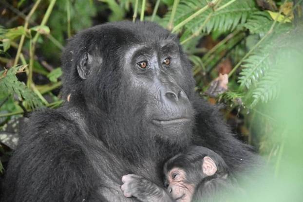 A gorilla named Ruterana holds a newly born baby gorilla in the Rushegura gorilla family within Bwindi Impenetrable National Park