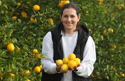 'Naše neretvanske mandarine i limune dostavljamo u paketima po cijeloj Europi'