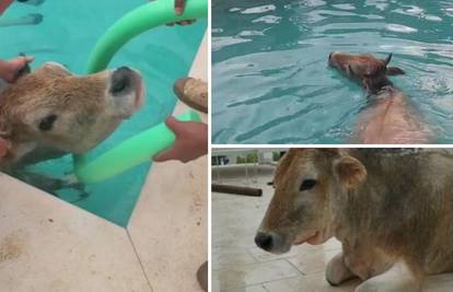 VIDEO Krava na Braču upala u bazen: 'Napala je i vlasnika, pa su oboje otišli svojim putem'