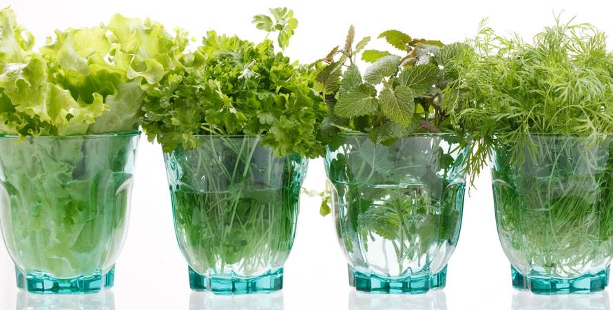 Nema prljanja prstiju u zemlji: Vrtlari su otkrili koje povrće možete sami uzgojiti kod kuće