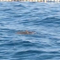 VIDEO Unutar kupali&scaron;ta Lido u Opatiji snimio glavatu &zcaron;elvu: 'Bila je duga oko jedan metar'