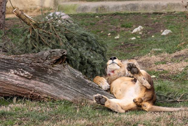 Zagreb: Životinjima u zoološkom vrtu podijeljena božićna drvca