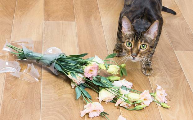 Cat breed toyger dropped and broken glass vase of flowers.  