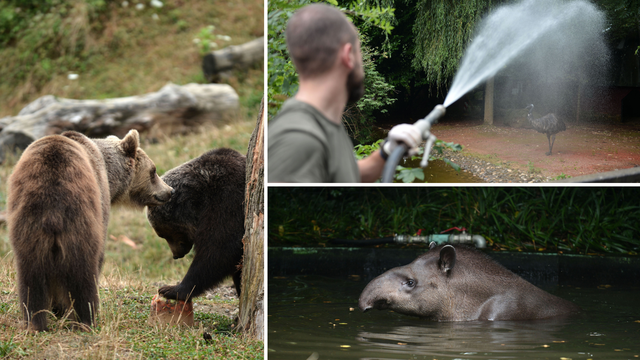 FOTO Borba s toplinskim valom u Zoološkom vrtu: 'Svaki dan ih tuširamo i hranimo sladoledom'