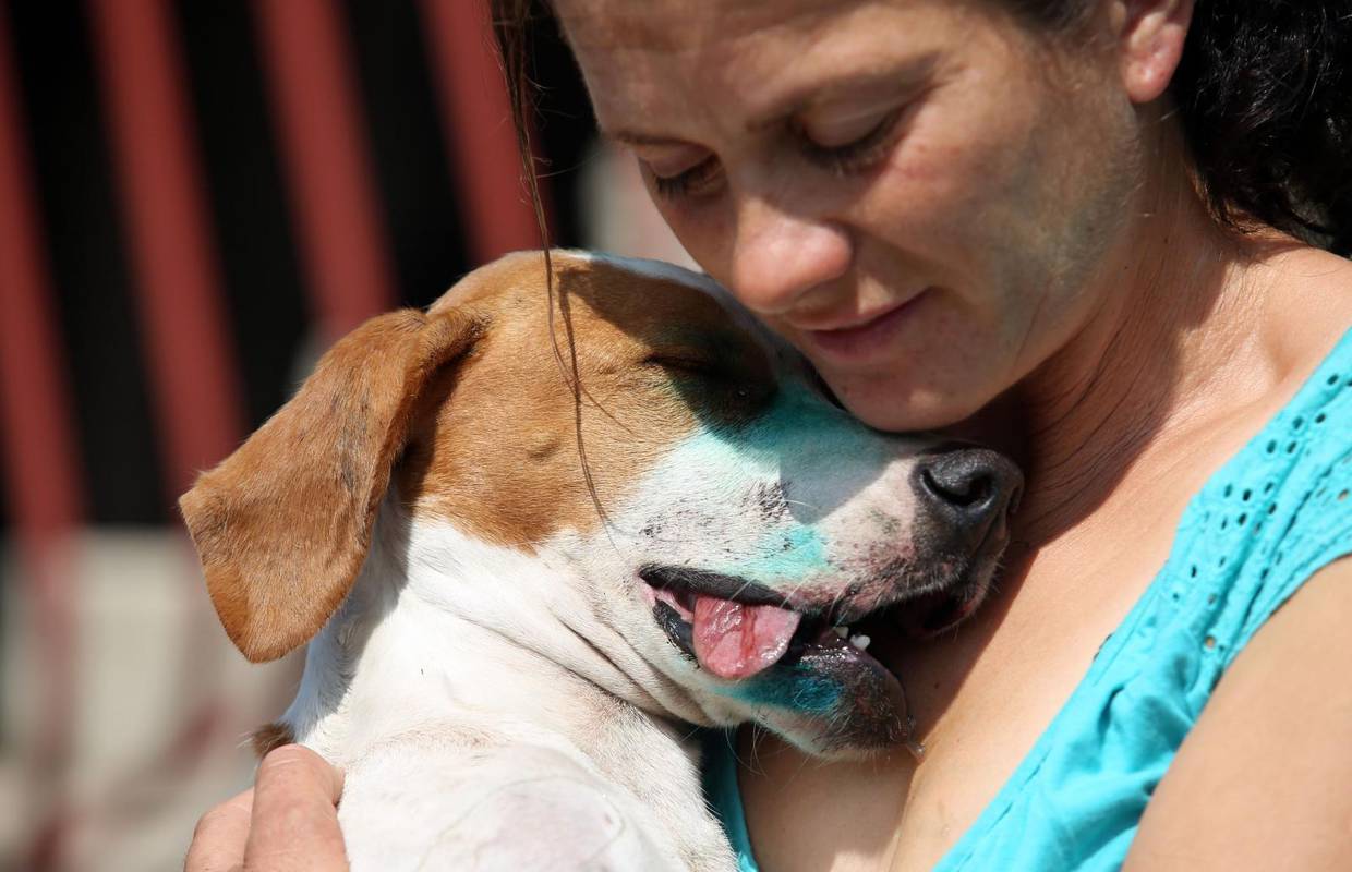 Drži se: Traži se veterinar za brutalno pretučenog psa Liska
