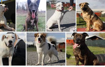 Pomozite pronaći dom ovim psima: 'Njih baš nitko ne želi'