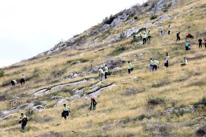 FOTO Više od tristo volontera sudjelovalo u pošumljavanju Grebaštice kod Šibenika