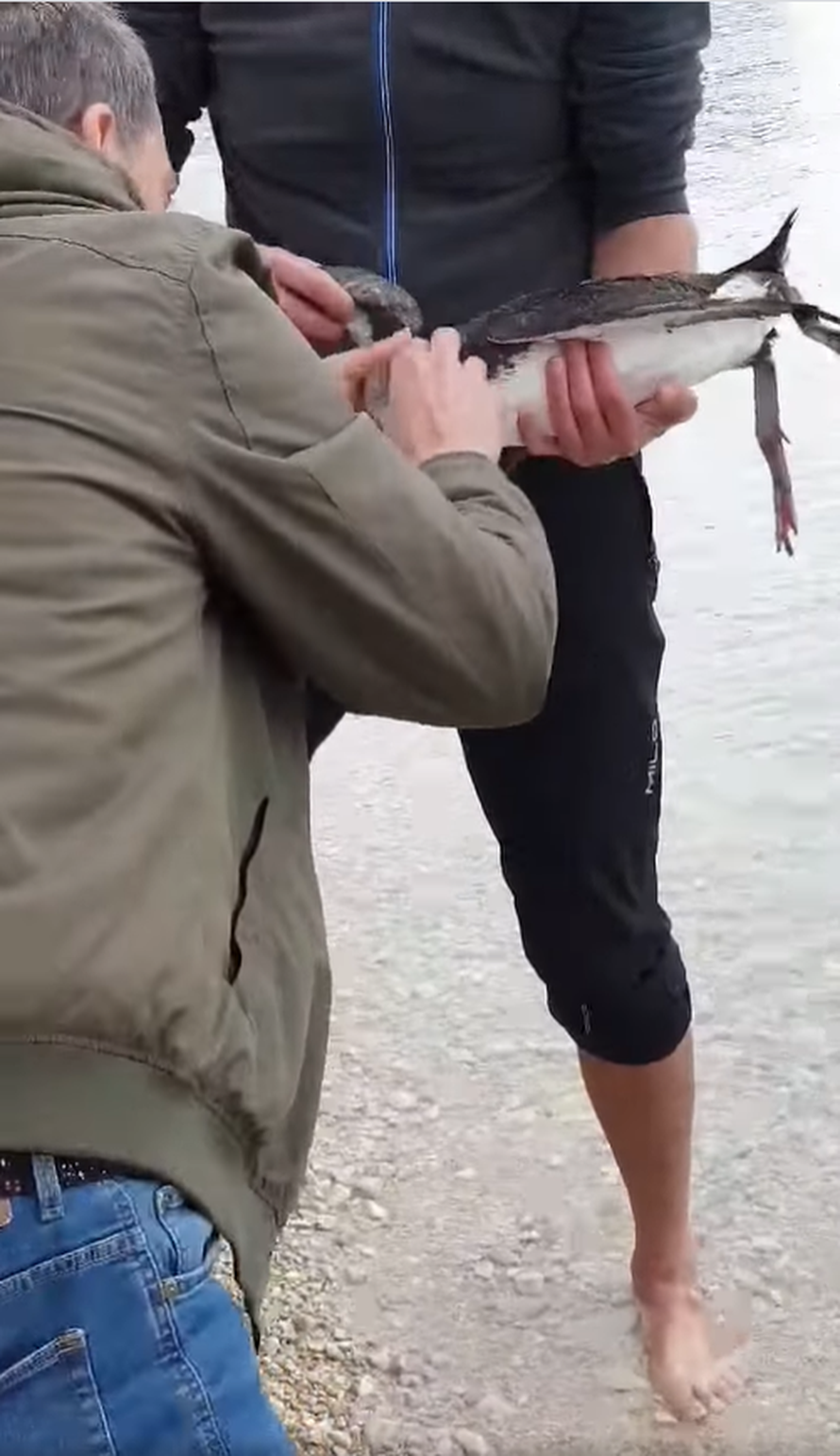 Prolaznici spašavali gnjurce, zapetljali se u ribarsku mrežu...