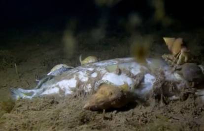 Video koji je pokorio internet: Raspadanje ribe na dnu mora