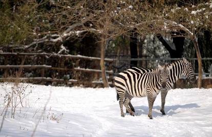 Svijet životinja: Dnevni izbor najboljih fotografija