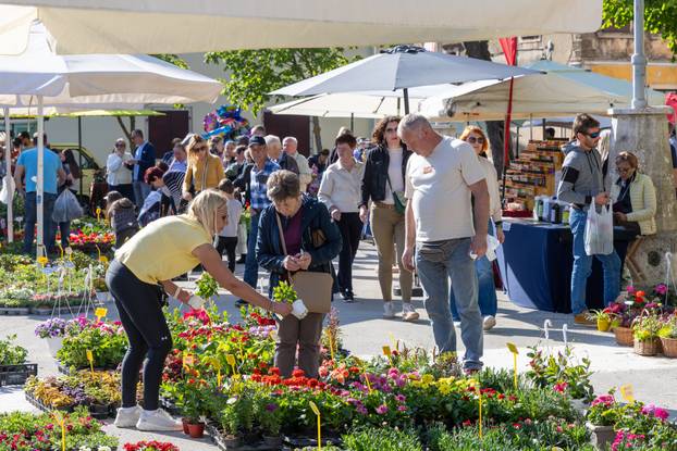 Svetivinčenat: Fešta od Rožic