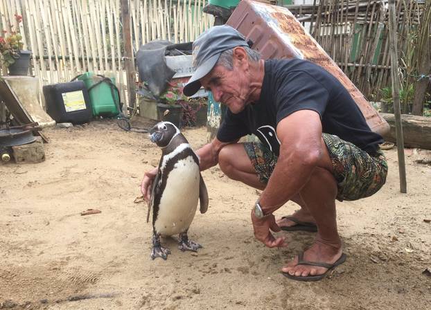 Penguin swims thousands of kilometres to meet saviour