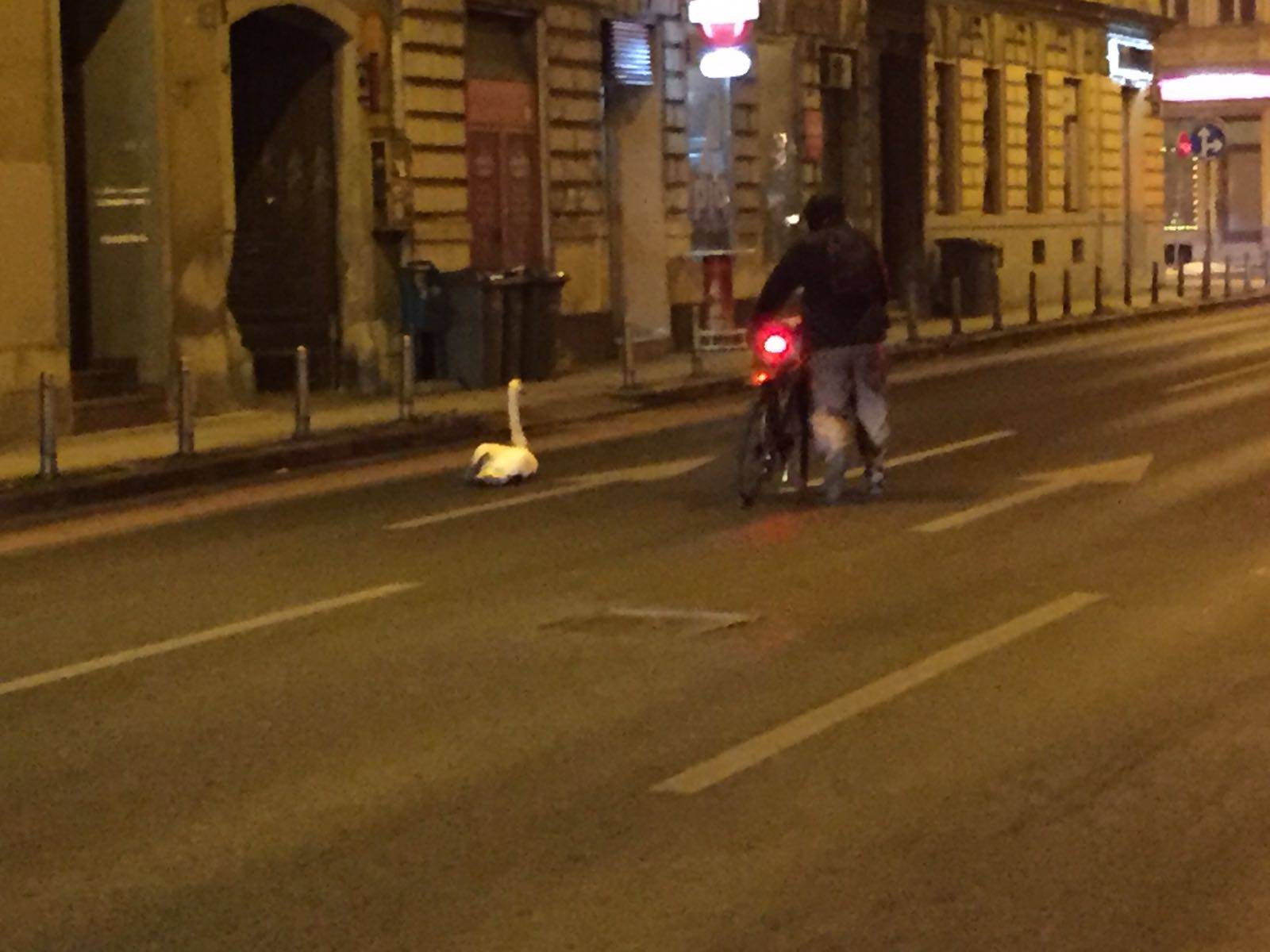 Labudovi došetali do središta metropole na sendvič i čaj...